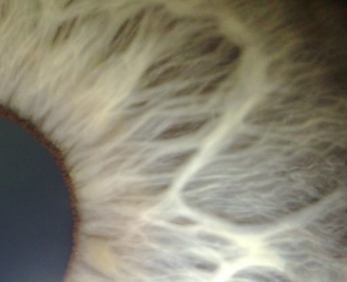 Macro Eye Iris 